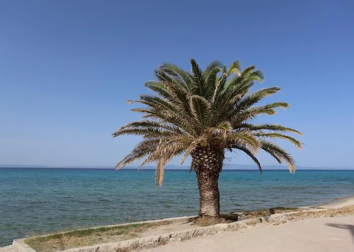 Mainavenue Palm Seaside
